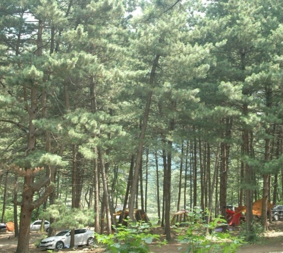 숲속의호수 캠핑장